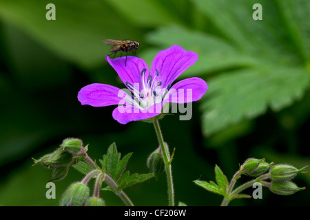 Géranium sanguin bois / Géranium des bois (Geranium sylvaticum) en fleur et fly Banque D'Images