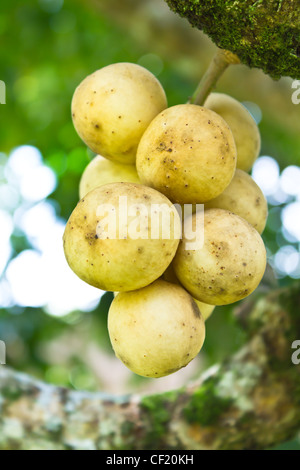 Arbre généalogique de fruits tropicaux langsat en Thaïlande Banque D'Images