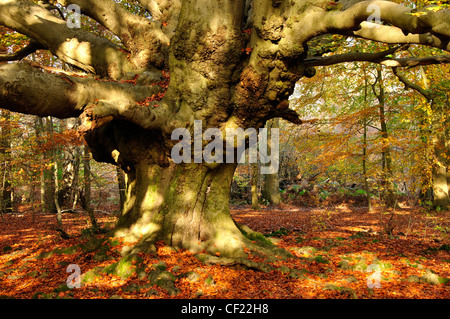 Hêtre dans Frithsden étêtés, forêt de hêtres Ashridge UK Banque D'Images