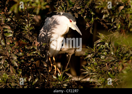 Bihoreau gris - Green Cay Wetlands - Delray Beach, Floride, USA Banque D'Images