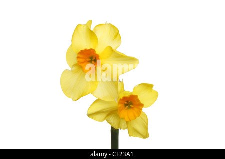 Double tête fleurs de narcisses, jonquilles naines, Tete A Tete , isolés contre white Banque D'Images