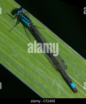 Jeune fille voler (sous-ordre Zygoptera) insectes dans l'ordre des Odonates. C'est un exemple de l'échantillon bleu assis sur une herbe rush Banque D'Images