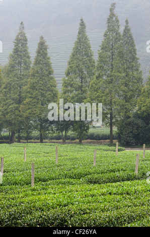 Thé vert des rangées de buissons et arbres au Mei Jia Wu plantation de thé dans la région de Hangzhou et Dragon de Chine Banque D'Images