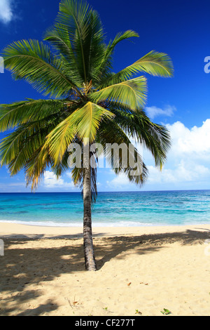 Cocotier sur la plage des Caraïbes Banque D'Images
