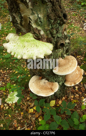 Champignons sur support arbre dans la forêt près de Woodland Commision Kinver Edge. Banque D'Images