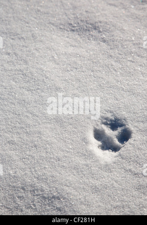 Fox les pistes dans la neige en forêt Gale River dans les Montagnes Blanches du New Hampshire, USA pendant les mois d'hiver Banque D'Images