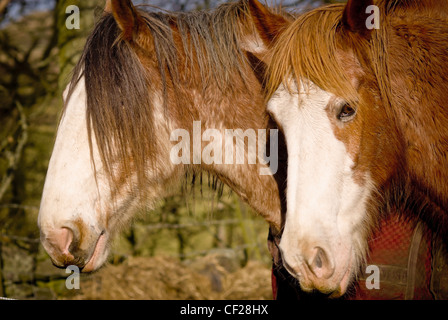 Beaux chevaux Banque D'Images