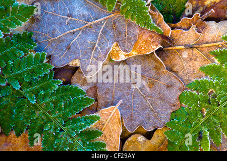Détail de feuilles recouvertes de givre sur le sol de la forêt du Plessey Woods Country Park. Banque D'Images