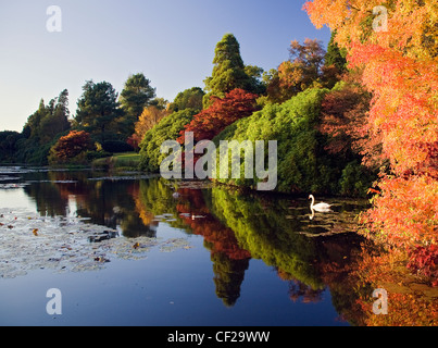 Un cygne sur le lac entouré de couleurs d'automne à Sheffield Park Gardens. Banque D'Images