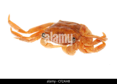 Animaux de la mer crabe rouge isolated on white Banque D'Images