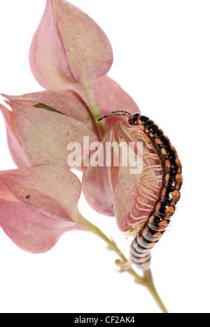 Mille-pattes des animaux sur fleur isolé sur fond blanc Banque D'Images