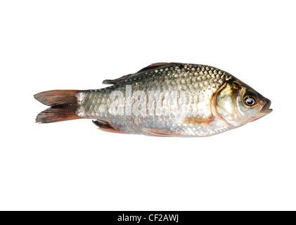 Poisson carpe isolé sur fond blanc Banque D'Images