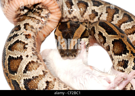 Boa serpent manger rat isolated on white Banque D'Images