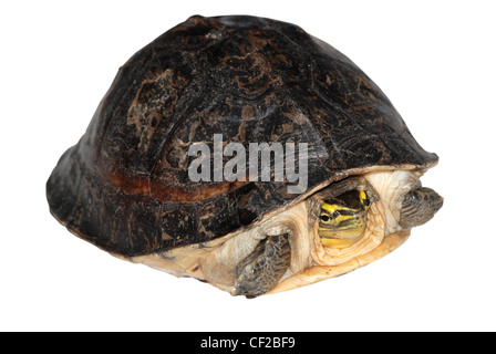 Tortue-boîte de Malaisie (Cuora amboinensis) Banque D'Images