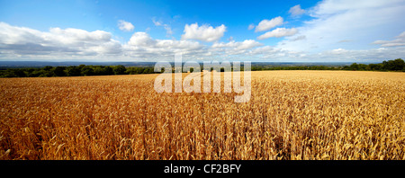 Wheatfield dans le Weald of Kent. Banque D'Images