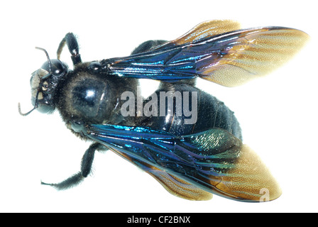 Abeille INSECTE humble isolé sur fond blanc Banque D'Images