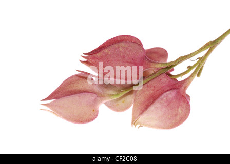 Bleeding Heart flower isolated on white background Banque D'Images