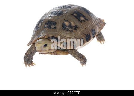 Tortue tortue animal isolé en fond blanc Banque D'Images