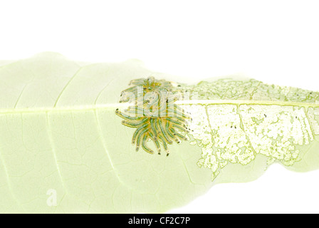 Groupe de Caterpillar papillon bug sur leaf isolated Banque D'Images