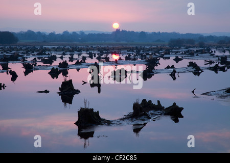 Le Gearagh près de Bréantrá au coucher du soleil ; le comté de Cork en Irlande Banque D'Images