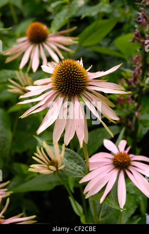 Jardin victorien moderne détail image d'échinacée (Echinacea purpurea) fleurs Banque D'Images