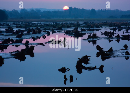 Le Gearagh près de Bréantrá au coucher du soleil ; le comté de Cork en Irlande Banque D'Images