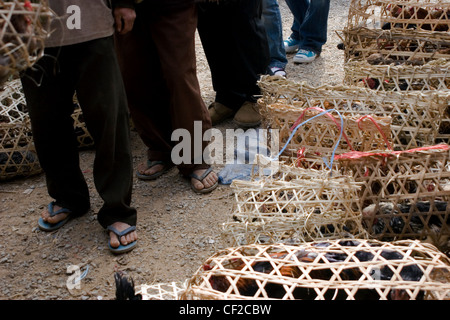 Les consommateurs sont passés à vivre coqs et poules dans des cages sur le marché de Xiang Khoang, (Xieng Khouang, Phonsavan Laos). Banque D'Images