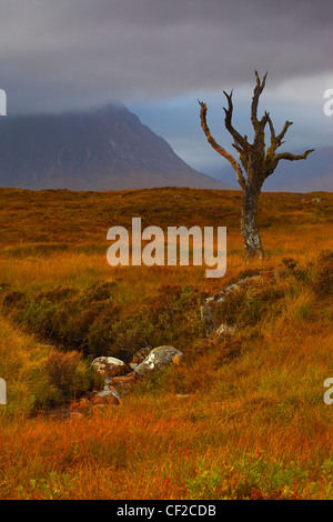 Menaces sur un arbre solitaire sur Rannoch Moor en direction de Glen Coe. Banque D'Images