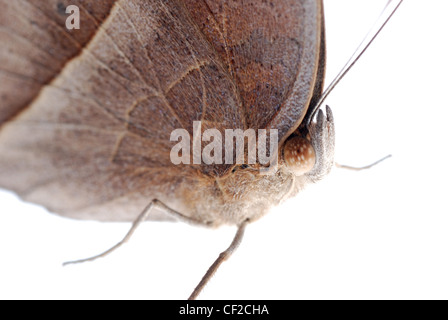 Pansy peacock butterfly, Junonia almana, isolé sur fond blanc Banque D'Images