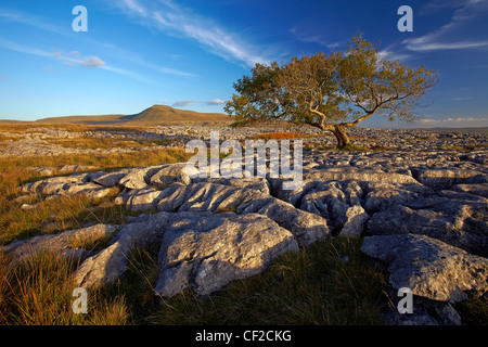 Voir d'Ingleborough, la deuxième plus haute montagne dans le Yorkshire Dales et l'un des trois sommets du Yorkshire, d'en haut Twistl Banque D'Images