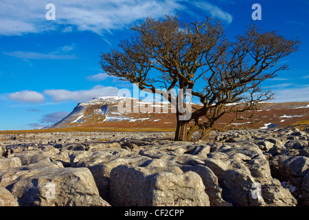 Vue sur la cicatrice blanche lapiez vers Ingleborough, la deuxième plus haute montagne dans le Yorkshire Dales et l'un des Banque D'Images