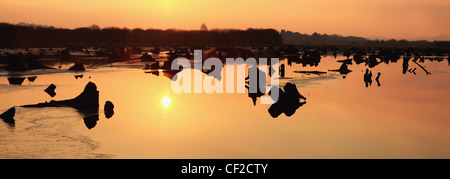 Le Gearagh près de Bréantrá au coucher du soleil ; le comté de Cork en Irlande Banque D'Images