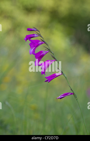 Sumpf-Gladiole, Gladiolus palustris, Marsh gladiolus Banque D'Images