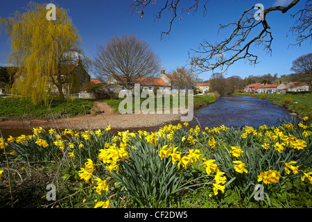 Les jonquilles en fleurs sur les rives du fleuve Severn qui coule à travers le village de Sinnington. Banque D'Images