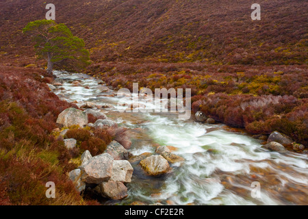 Rivière qui traverse les collines de bruyère Gleann Eanaich, dans le domaine de Rothiemurchus dans le Parc National de Cairngorms. Banque D'Images