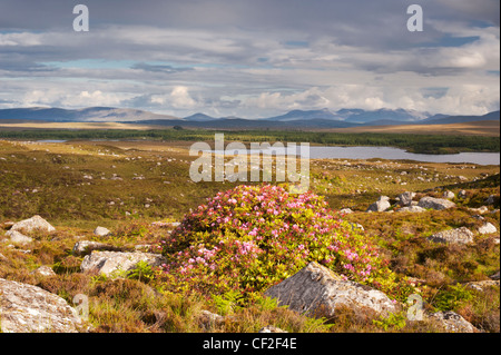 Fleurs rhododendrons près de Lough Formoyle, Connemara, comté de Galway, Irlande, avec la chaîne de montagnes Maamturk en arrière-plan Banque D'Images