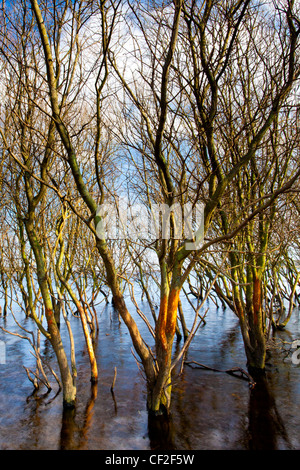 Arbres submergés dans les eaux de crue dans le réservoir Derwent. Banque D'Images