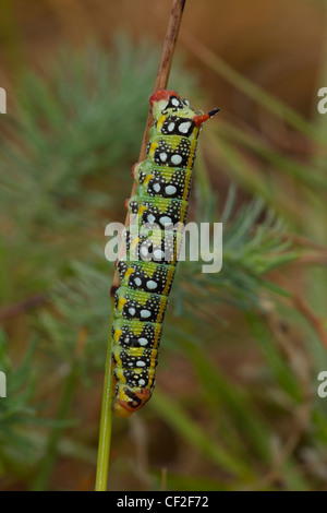 Wolfsmilchschwaermer Raupe, Hyles euphoriae, cocon de faucon-teigne Banque D'Images