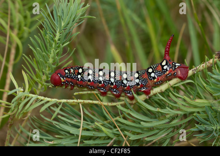 Wolfsmilchschwaermer Raupe, Hyles euphoriae, cocon de faucon-teigne Banque D'Images