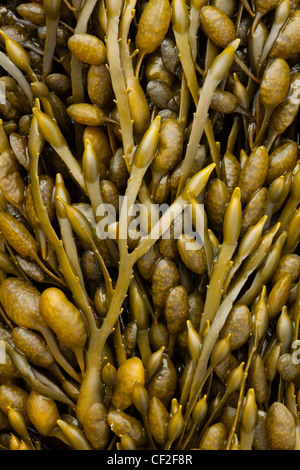 Close-up of Sea Kelp et algues trouvés le long de la plage sur la rive nord de la côte de Tyneside. Banque D'Images