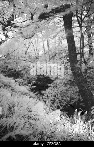 Noir et blanc, image infrarouge de la forêt dans les Plessey Woods Country Park. Banque D'Images