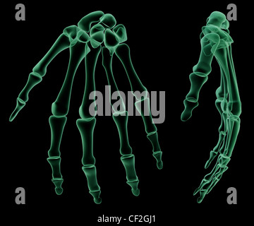 X-ray structure du squelette de la main humaine Banque D'Images