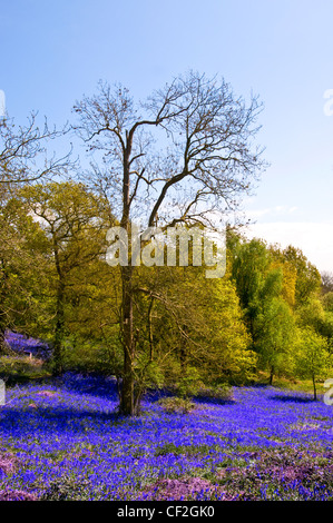 Le sol en tapis Bluebells Langdon Hills Country Park. Banque D'Images