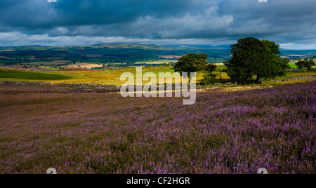 La floraison sur les landes de bruyère connue sous le nom de terrasses Rothbury, regard vers l'Cheviots. Banque D'Images