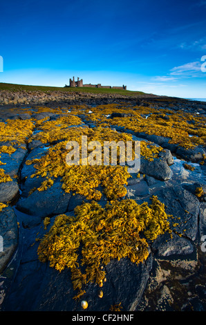 Château de Dunstanburgh et côte à marée basse, vue de l'Cushat Stiel. Banque D'Images