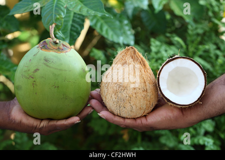 Cocos nucifera , cocotier , des fruits et des graines, l'Andhra Pradesh en Inde du Sud Banque D'Images