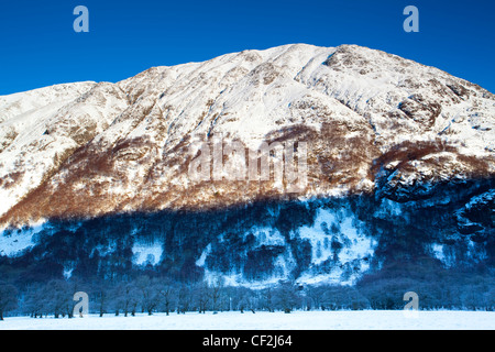 Arbres à l'ombre de Carn Dearg, partie de la partie inférieure du Ben Nevis, la plus haute montagne en Écosse et au Royaume-Uni. Banque D'Images