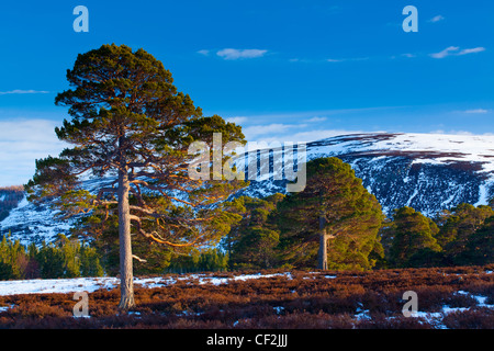 Pins sylvestres sur la lande, à l'ombre des collines couvertes de neige près de Braemar et de la Dee de Linn. Banque D'Images