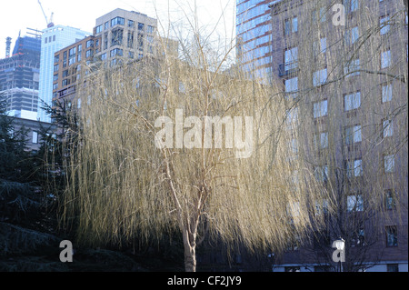 La lumière du soleil du matin d'eau à travers les branches d'un saule babylonien (Salix babylonica) croissant dans Battery Park City, NYC. Banque D'Images