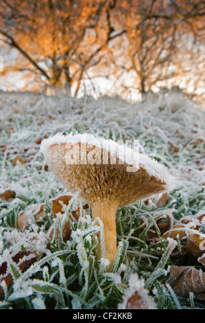 Close-up de champignons couverte de givre. Banque D'Images